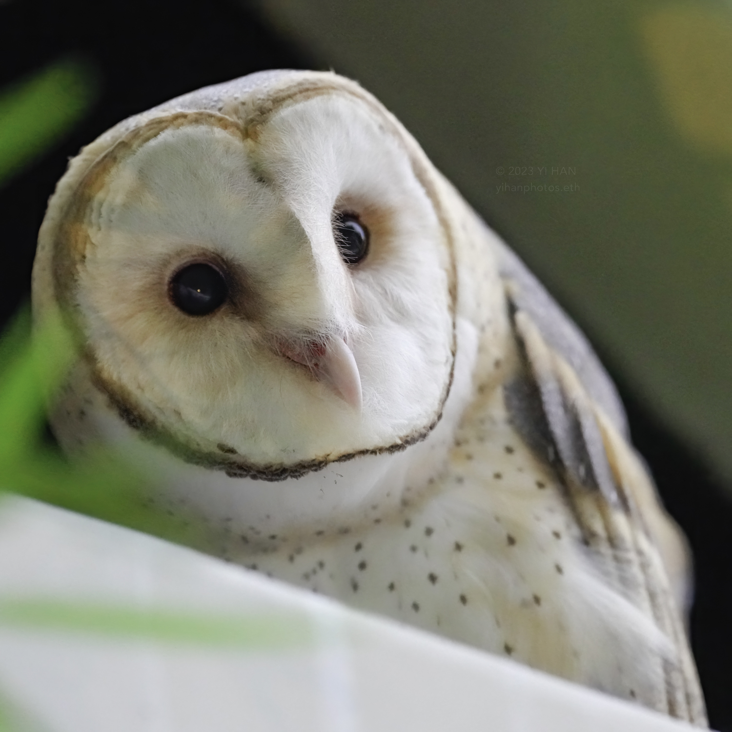 barn owl_2